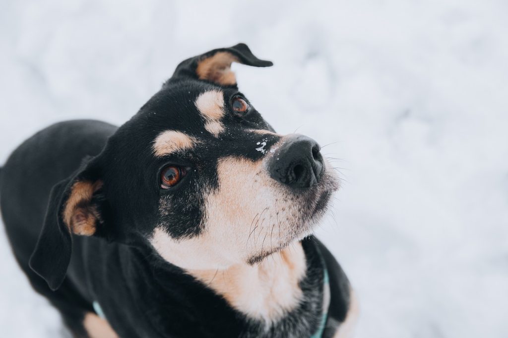 Dog Poop Pickup in Holly Michigan