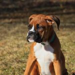 Dog Poop Pickup in Holly Michigan