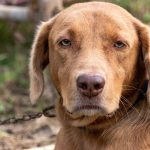 Dog Poop Pickup in Holly Michigan